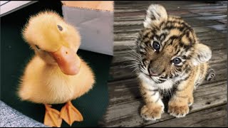 Cute Baby Animals s Compilation | Funny and Cute Moment of the Animals #30 - Cut