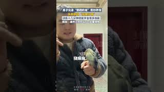 鹦鹉奶爸！男子手養鹦鹉“指哪打哪”，十幾分鍾就能學會很多技能 ｜中國大陸 萌寵 #shorts #funny