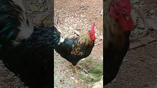 என்னடி முறைக்கிற #funny_chicken #funnyvideo #kozhi_koothugal #new #chickenfarming #sasvlogs23