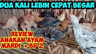 Review anakan ayam mardi + BP 2 dua kali lebih cepat besar