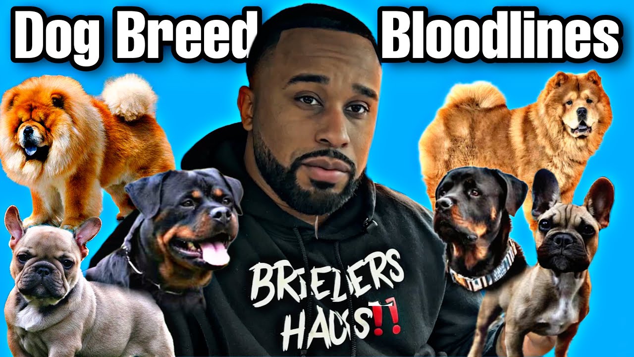 Understanding Dog Breed Bloodlines‼️🩸 - YouTube