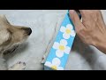 sound of playing with dog and tissue box by hand【asmr】