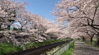 【見沼田んぼの桜並木１】 2019.4. 埼玉県さいたま市　 Minuma Paddy of cherry blossom trees１