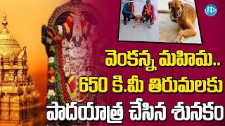 పాదయాత్ర చేసిన శునకం | A DOG Walked 650 Kms To Reach Tirumala Temple | iDream News