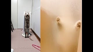 年末年始からお騒がせな事件を起こす猫ちゃんがじわじわ面白いｗ～A cat that causes a noisy incident from the New Year and New Year.