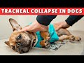 Tracheal Collapse in Dogs - CAUSES and TREATMENT