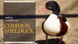 Common Shelduck [Tadorna Tadorna]