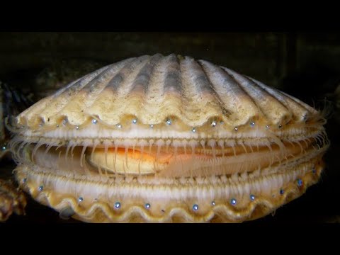 What does a scallop come from?