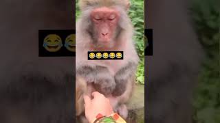 monkey 🐒 funny vedio short 😅🤪😜🤣😄😆🤓🥸 #bestshot #youtubeshort #shortvedio #viralreel #poplour #viral