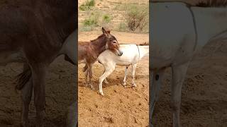 #animals #pets #villagelife #gadhe #donkeys