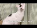 【成猫の里親になりました】トライアル５日目〜初めてのお外！〜