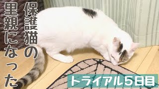 【成猫の里親になりました】トライアル５日目〜初めてのお外！〜