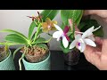 兰花 鹿角蝴蝶兰 两棵兰花，各有特色 growing the phalaenopsis cornu cervi tipo phalaenopsis cornu cervi chattaladae