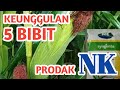 Keunggulan 5 Varietas Jagung Prodak Sygenta. Rendemen Paling Tinggi