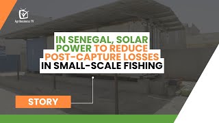 Senegal: In Senegal, solar power to reduce post-capture losses in small-scale fishing