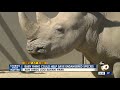 San Diego Zoo rhino could help save endangered species