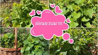 เก็บผักเสี้ยนฝรั่งกำลังอ่อนอวบ#เด็ดแบบฟินมาก# Picking garlic mustard.3/5/21.