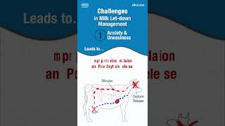 Milkout LD Intas Pharmaceuticals/दुध उतारने, बढ़ने में उपयोगी/दुध निकालने के प्रकिया को आसान बनाये