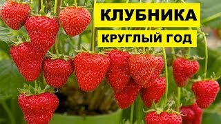 Выращивание Клубники в теплице круглый год как бизнес идея