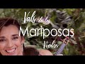 Mel Minué, Vals de las Mariposas. Cover Violin.