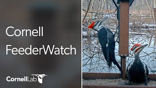 Live Birds In 4K! Cornell Lab FeederWatch Cam at Sapsucker Woods