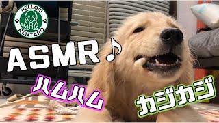 【ASMR?? 】レン様が幸せそうに歯磨きガムをハムハムするだけの動画