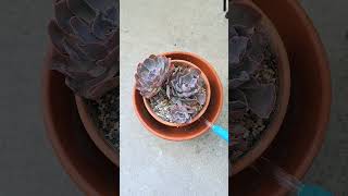 Water Echeveria ’Neon Breakers‘ from the bottom 给多肉晚霞之舞从底部浇水 #succulent #wateringplants #shorts