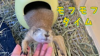 Happy time with the prairie dog taking a nap at the chinchilla house