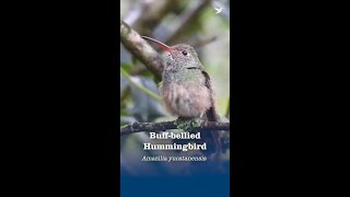 Buff-bellied Hummingbird