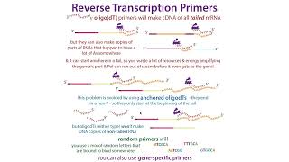 cDNA (complementary DNA), its uses, & some nuances to take into account when molecular cloning