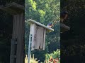 Beautiful female bird busy in feeding in babies in morning