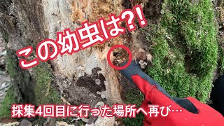 クワガタ採集。期待の幼虫⁈