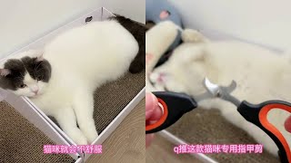 好用又便捷的指甲剪，猫狗通用哦#阿福是只橘猫 #萌宠好物 #指甲刀