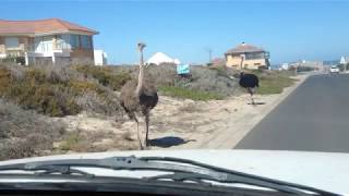 Tribute to the Yzerfontein struissies that were killed October 2017 because of some house owners com