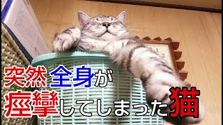 突然全身がピクピク痙攣してしまった猫、原因がコチラ！Here is the cause of the cat that caused convulsions #Shorts