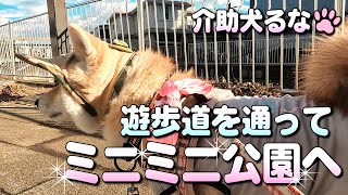 【柴犬介助犬】鳩がいる家横遊歩道を通ってミニミニ公園まで行く［柴犬介助犬るな］