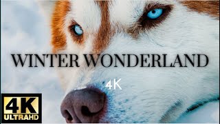 2 Hours Of Animals In Winter Wonderland And Soothing Music for Relaxation | Winter Wonderland