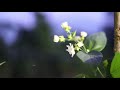 time lapse flowers bloom sepalika