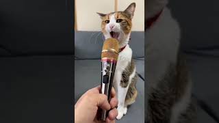 Cat Singing Song☺ #shorts