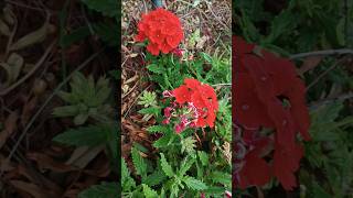 Firehouse Red Verbena | Verbena hybrida | Red Verbena | Obsession Scarlet Verbena