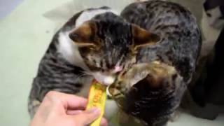 爆眠している子猫にCIAOちゅ～るをあげてみた！