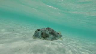 Agressive Spotted Trunkfish stalks swimmer