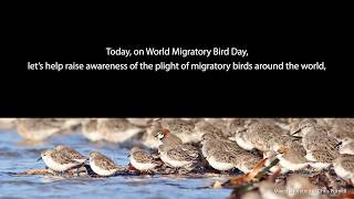 Migratory Shorebirds