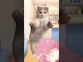 ゲーム実況者あるある猫ミーム