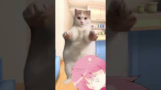 ゲーム実況者あるある猫ミーム