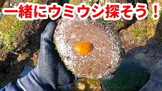 【磯遊び】早春の真鶴でのウミウシ探しで見つけやすいウミウシ【相模湾】