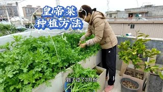 如何种出清甜的皇帝菜？3分钟教你种植茼蒿菜，清香脆甜