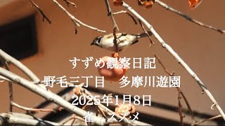 すずめ観察日記　野毛三丁目　多摩川遊園　2025年1月8日