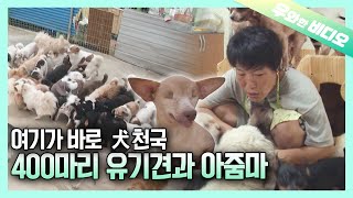 🐶의, 🐶에 의한, 🐶를 위한 400마리 유기견들의 러브하우스!┃The Love House of 400 Abandoned Dogs 🐶