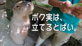 ヤングコーンがどうしても欲しいカピバラさん【ASMR】Capybara eat young corn